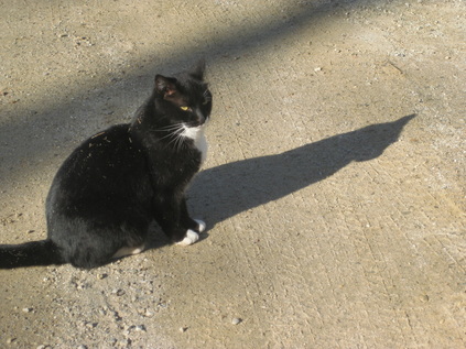Cat with shadow