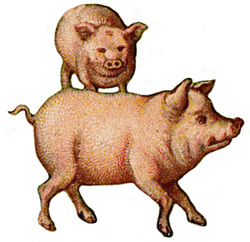 Vintage pig clip art 