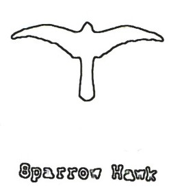 sparrow hawk craft pattern